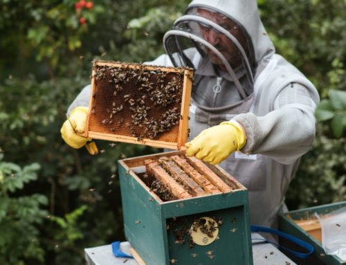 Campagne annuelle de déclaration obligatoire de détention et d’emplacement de ruches